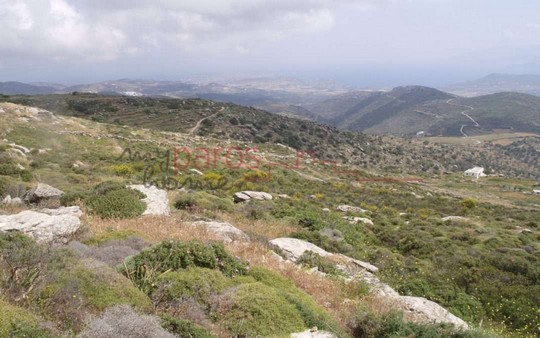 Γ345  ΠΑΛΙΟ ΑΜΠΕΛΙ ΣΤΗ ΘΕΣΗ ‘’ΣΤΑΥΡΟΣ ‘’ – ΛΕΥΚΩΝ