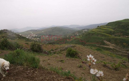 Γ314 ΑΓΡΟΤΕΜΑΧΙΑ ΕΠΙΦΑΝΕΙΑΣ  ΣΤΗ ΘΕΣΗ ‘’ΒΟΥΝΙΑ-ΘΑΨΑΝΑ’’ΛΕΥΚΩΝ