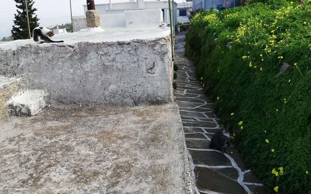 Β236 ΟΙΚΟΠΕΔΟ ΕΝΤΟΣ ΟΙΚΙΣΜΟΥ  ΣΤΗΝ ΘΕΣΗ’’ΑΓ ΚΥΡΙΑΚΗ’’ ΛΕΥΚΩΝ –ΠΑΡΟY