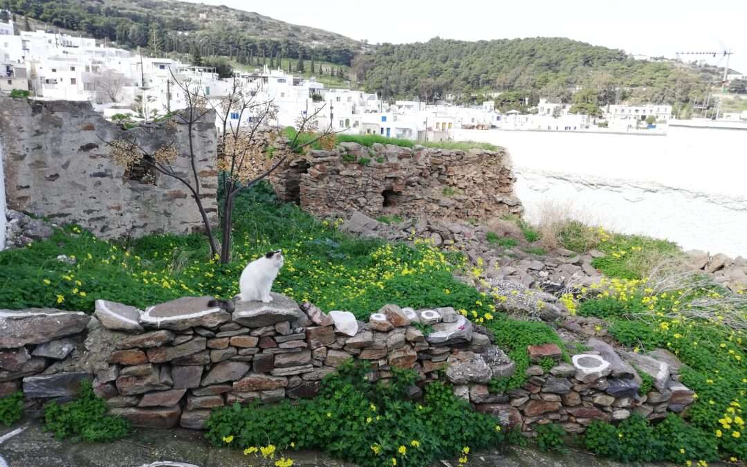 B 230  ΟΙΚΟΠΕΔΟ  ΣΤΟ ΠΑΡΑΔΟΣΙΑΚΟ ΟΙΚΙΣΜΟ ΛΕΥΚΕΣ-ΠΑΡΟΥ.