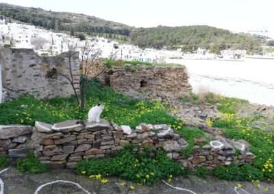 B 230  ΟΙΚΟΠΕΔΟ  ΣΤΟ ΠΑΡΑΔΟΣΙΑΚΟ ΟΙΚΙΣΜΟ ΛΕΥΚΕΣ-ΠΑΡΟΥ.