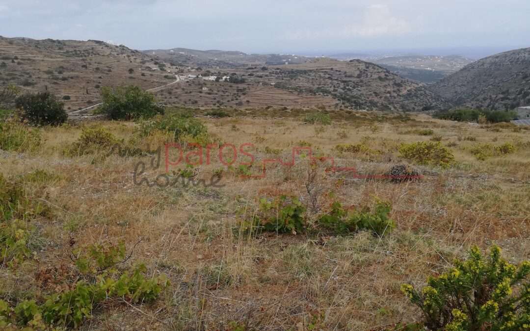 Γ374 ΑΜΠΕΛΙ  ΑΡΤΙΟ & ΟΙΚΟΔΟΜΗΣΙΜΟ ΣΤΗΝ  ‘’ΑΓ ΚΥΡΙΑΚΗ’’ΛΕΥΚΩΝ –ΠΑΡΟΥ.