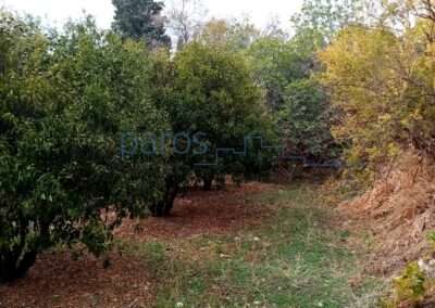 B 242   ΟΙΚΟΠΕΔΟ ΕΝΤΟΣ ΟΙΚΙΣΜΟΥ ΣΤΙΣ ΛΕΥΚΕΣ ΠΑΡΟΥ.