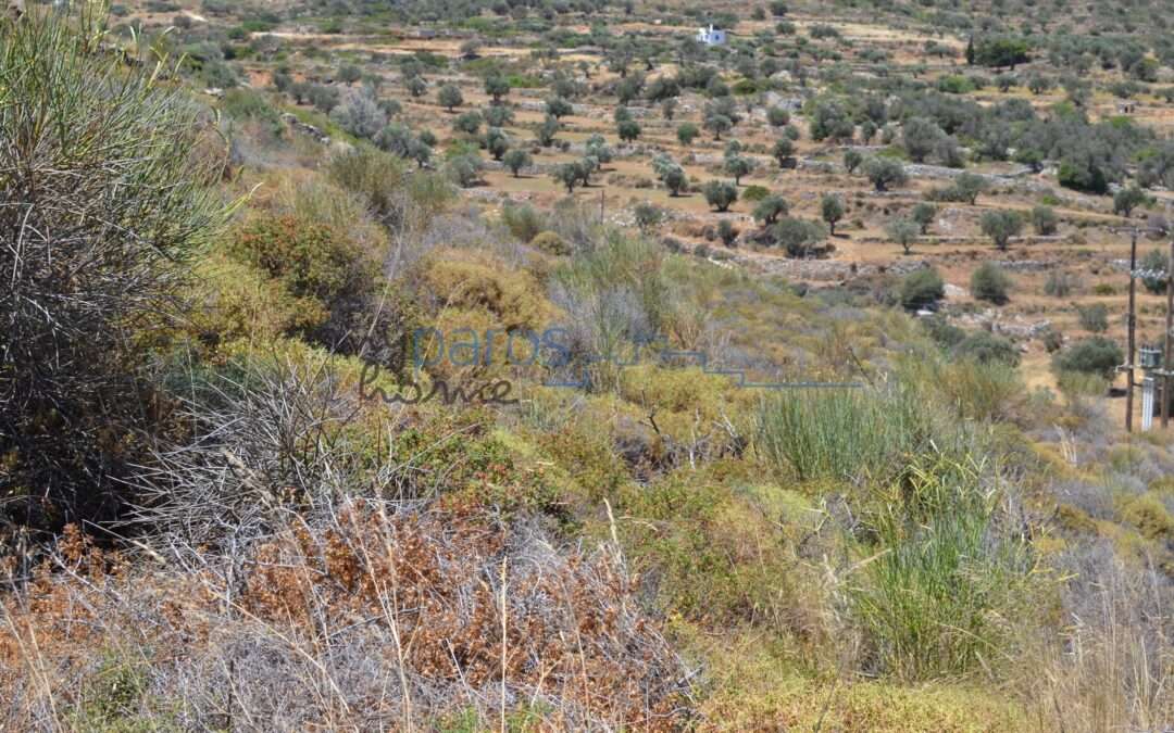 Γ 433  ΑΓΡΟΤΕΜΑΧΙΟ ΣΤΗΝ ΘΕΣΗ ‘’ΒΡΥΣΗ’’ΛΕΥΚΕΣ ΠΑΡΟΣ