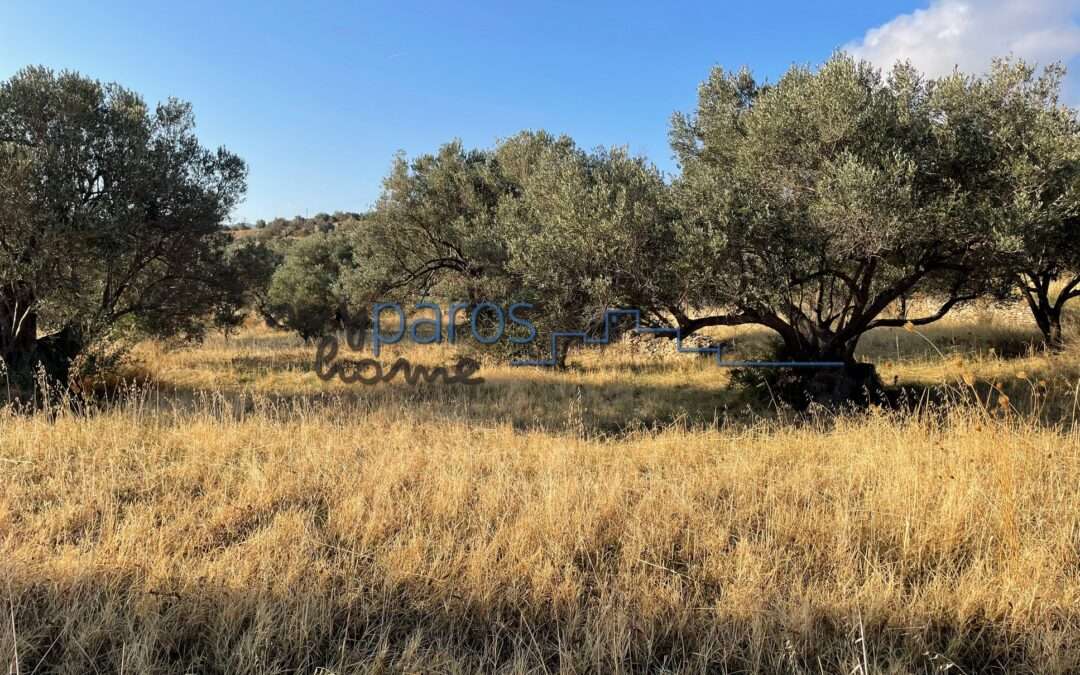 Γ 452   ΑΓΡΟΤΕΜΑΧΙΟ  ΣΤΗΝ ΘΕΣΗ ‘’ΑΠΑΤΗ’’ ΛΕΥΚΩΝ ΠΑΡΟΥ.