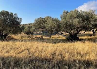 Γ 452   ΑΓΡΟΤΕΜΑΧΙΟ  ΣΤΗΝ ΘΕΣΗ ‘’ΑΠΑΤΗ’’ ΛΕΥΚΩΝ ΠΑΡΟΥ.