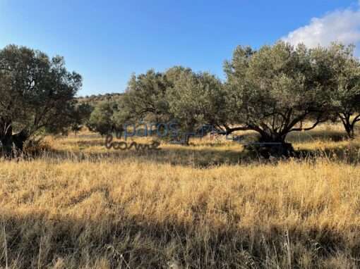 Γ 452   ΑΓΡΟΤΕΜΑΧΙΟ  ΣΤΗΝ ΘΕΣΗ ‘’ΑΠΑΤΗ’’ ΛΕΥΚΩΝ ΠΑΡΟΥ.