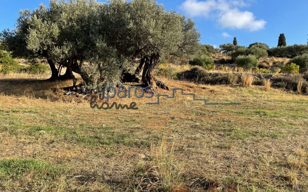 Γ 453   ΑΓΡΟΤΕΜΑΙΟ ΣΤΗΝ ΘΕΣΗ ‘’ΑΠΑΤΗ’’ ΛΕΥΚΩΝ ΠΑΡΟΥ