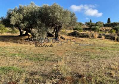 Γ 453   ΑΓΡΟΤΕΜΑΙΟ ΣΤΗΝ ΘΕΣΗ ‘’ΑΠΑΤΗ’’ ΛΕΥΚΩΝ ΠΑΡΟΥ