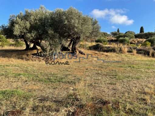 Γ 453   ΑΓΡΟΤΕΜΑΙΟ ΣΤΗΝ ΘΕΣΗ ‘’ΑΠΑΤΗ’’ ΛΕΥΚΩΝ ΠΑΡΟΥ